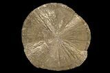 Beautiful Pyrite Sun - Sparta, Illinois #91229-1